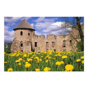 Dandelions surround Cesis Castle in central Photo Print