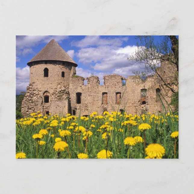 Dandelions surround Cesis Castle in central Postcard (Front)