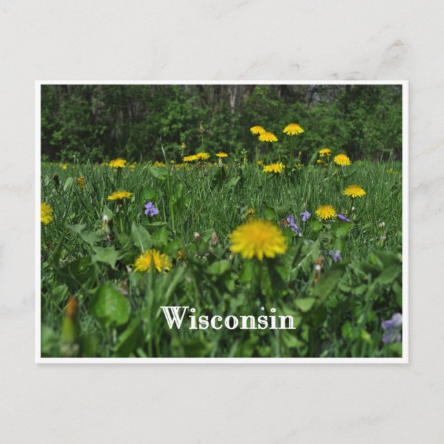 Dandelions & Violets Postcard (Front)