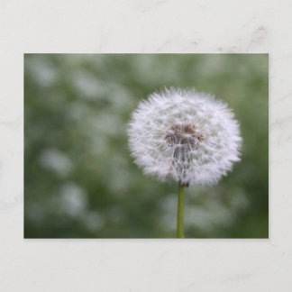 Dandiliion postcard