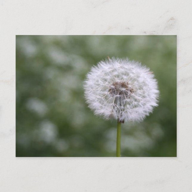 Dandiliion postcard (Front)