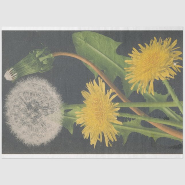 Dandilion Furniture Decoupage Paper (Front)