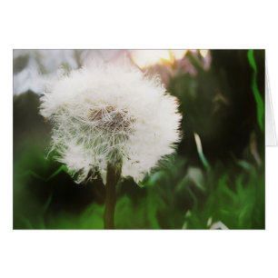 dandy dreams card