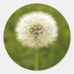 Dandy Lion Classic Round Sticker