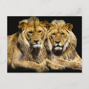 Dangerous Predator Lions Postcard