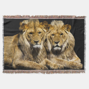 Dangerous Predator Lions Throw Blanket