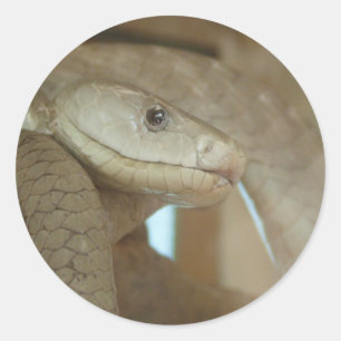 Dangerous Snake On The Tree Classic Round Sticker