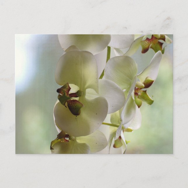 Dangling Orchids Postcard (Front)