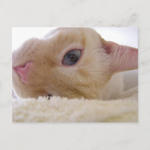 Daniel Postcard