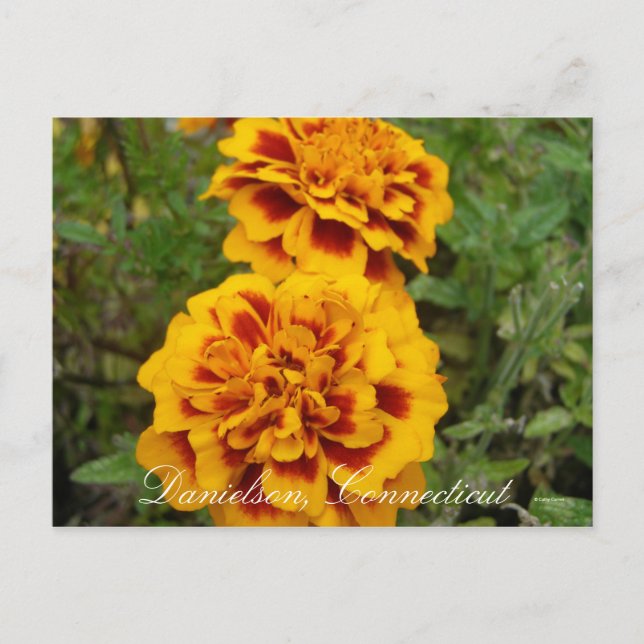 Danielson, Ct Postcard (Front)