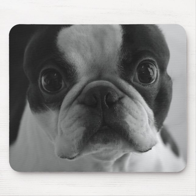 Danson Boston Terriers Mouse Mat (Front)