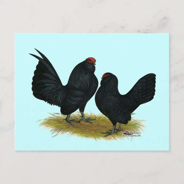 D'Anvers Black Bantams Postcard (Front)
