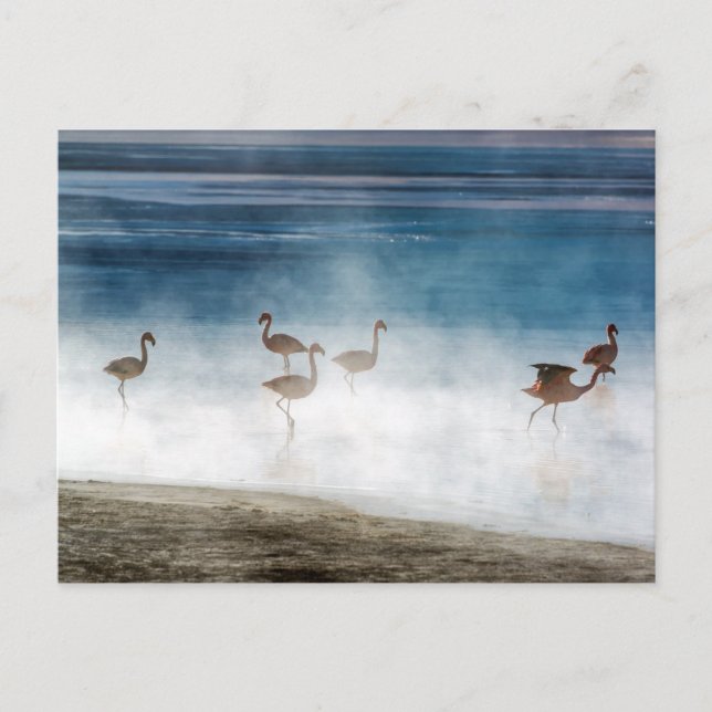 Danza de Flamencos, Salar de Uyuni, Bolivia. Postcard (Front)