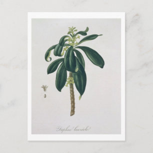 Daphne Laureda from 'Phytographie Medicale' by Jos Postcard
