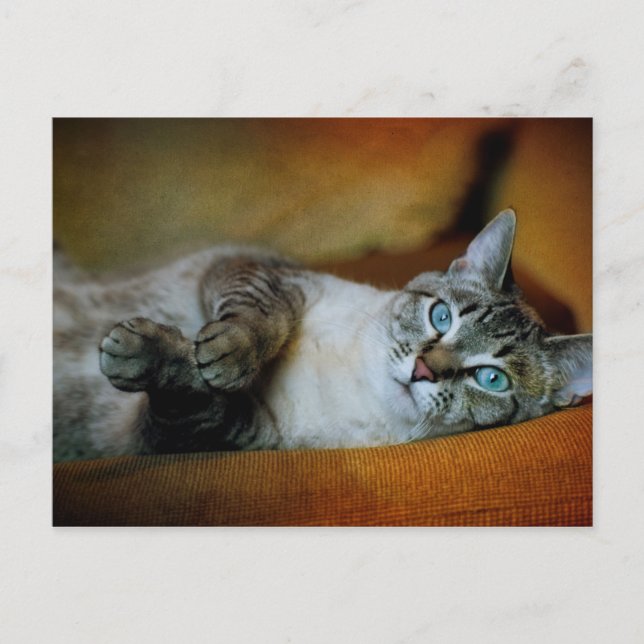 Daphne Postcard (Front)