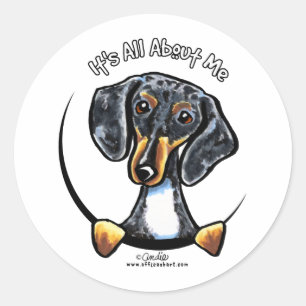 Dapple Dachshund Its All About Me Classic Round Sticker