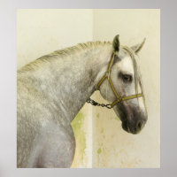 Dapple Gray Andalusian Horse