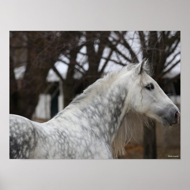 Dapple Grey Andalucian Stallion Headshot Poster (Front)