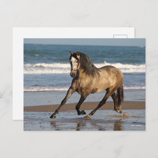 Dapple Grey Andalucian Stallion On Beach Postcard (Front/Back)