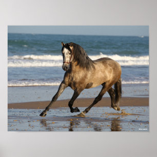 Dapple Grey Andalucian Stallion On Beach Poster