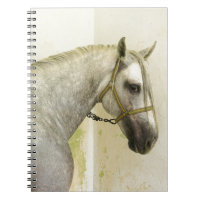 Dapple Grey Andalusian Horse