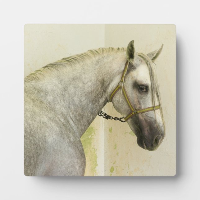 Dapple Grey Andalusian Horse Plaque (Front)