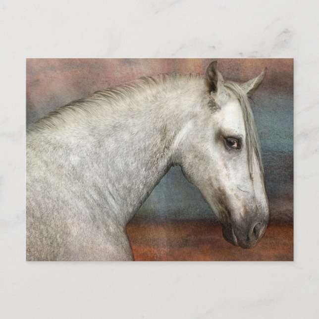 Dapple Grey Andalusian Horse Portrait Postcard (Front)