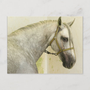 Dapple Grey Andalusian Horse Postcard