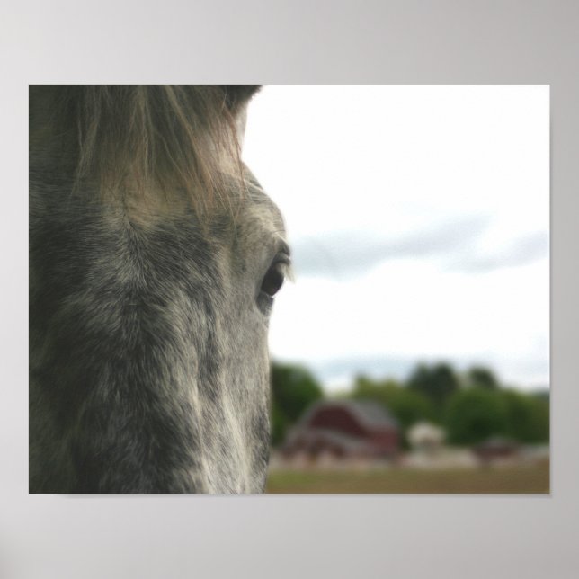 Dapple Grey Draft Horse Eye Poster (Front)