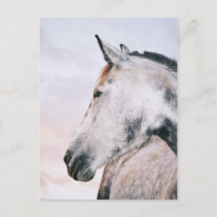 DAPPLE-GREY HEADSHOT POSTCARD