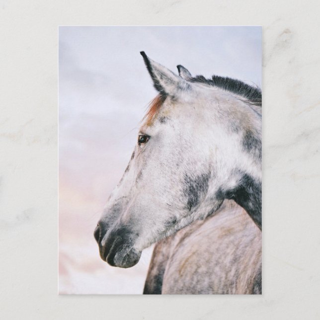 DAPPLE-GREY HEADSHOT POSTCARD (Front)