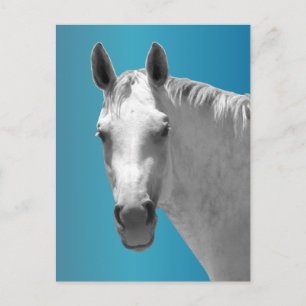 Dapple Grey Horse Postcard