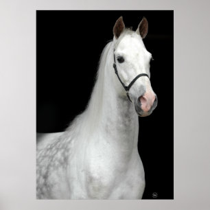 Dapple Grey Horse Poster