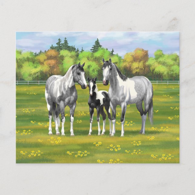 Dapple Grey Pinto Paint Horses In Summer Pasture (Front)