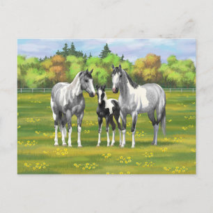 Dapple Grey Pinto Paint Horses In Summer Pasture Postcard