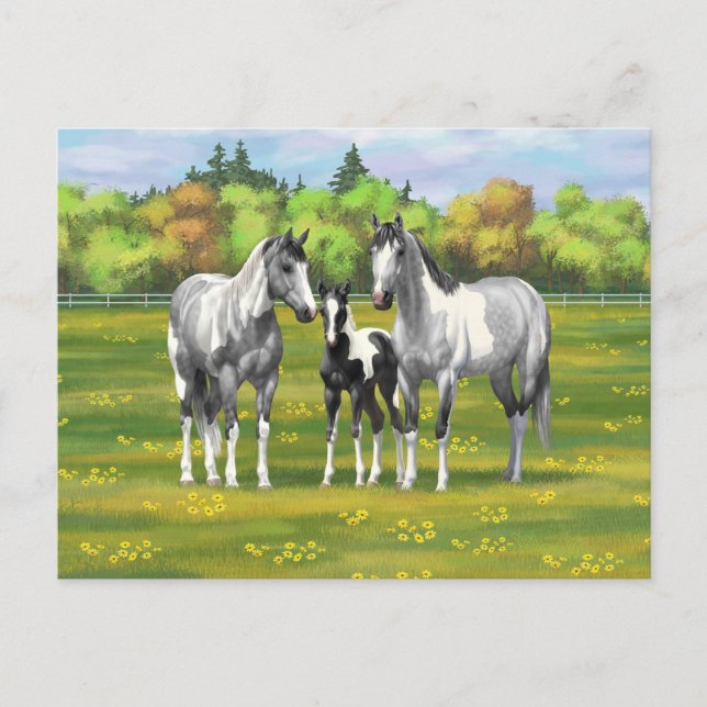 Dapple Grey Pinto Paint Horses In Summer Pasture Postcard (Front)