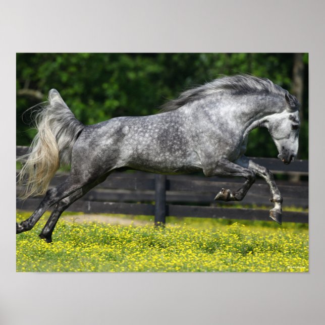 Dapple Grey Rocky Mountain Horse Leaping Poster (Front)