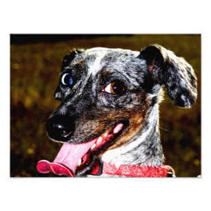 Dapple/Piebald Dachshund Photo Print