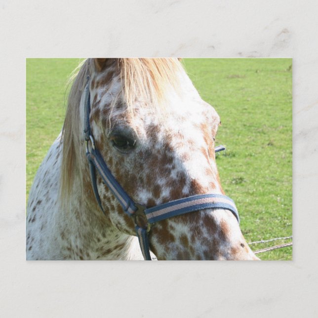 Dappled Appaloosa Horse Postcard (Front)