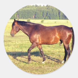 Dappled Bay Classic Round Sticker