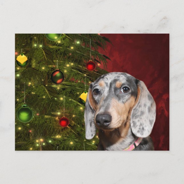 Dappled Dachshund Christmas Holiday Postcard (Front)