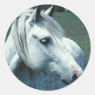 Dappled Grey in Flowered Pasture Classic Round Sticker