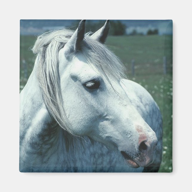 Dappled Grey in Flowered Pasture Magnet (Front)