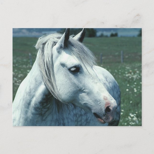 Dappled Grey in Flowered Pasture Postcard (Front)