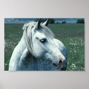Dappled Grey in Flowered Pasture Poster