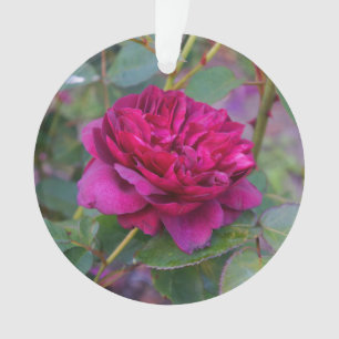 Darcey Bussell Rose #1 Ornament
