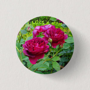 Darcey Bussell Rose #2 Button