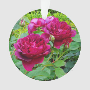 Darcey Bussell Rose #2 Ornament