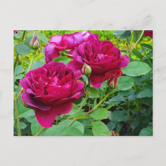 Darcey Bussell Rose #2 Postcard (Front)