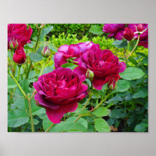 Darcey Bussell Rose #2 Poster